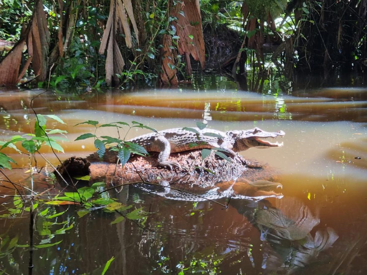 Micheck Beach House Tortuguero Eksteriør billede