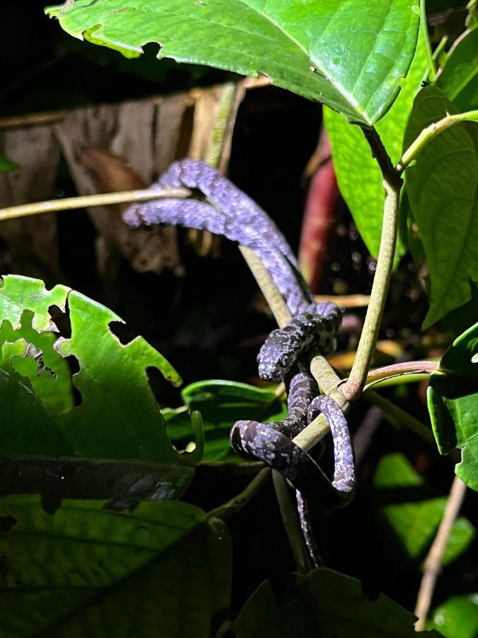 Micheck Beach House Tortuguero Eksteriør billede