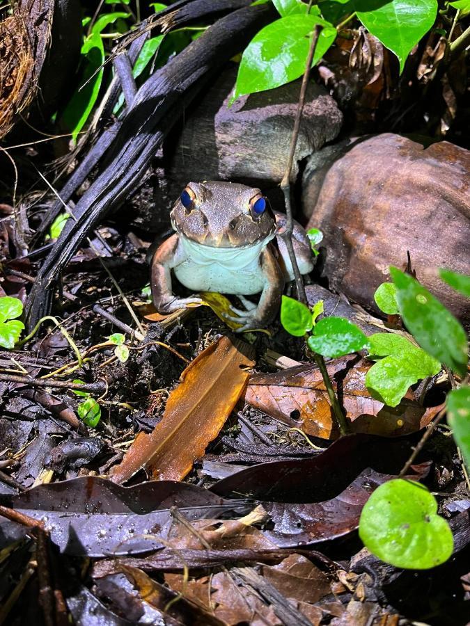 Micheck Beach House Tortuguero Eksteriør billede