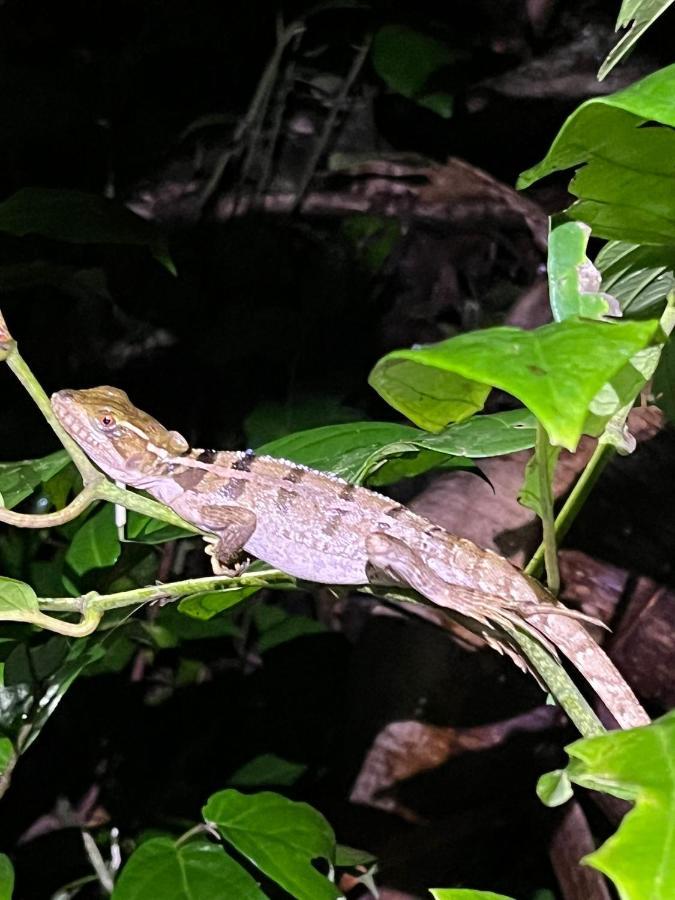 Micheck Beach House Tortuguero Eksteriør billede